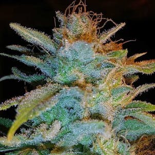 Photo of Orange AC/DC