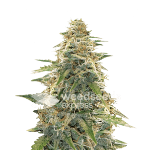 Photo of Apple Fritter Feminized Seeds