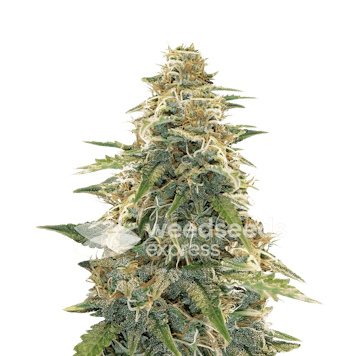 Photo of Apple Fritter Feminized Seeds