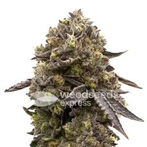 Photo of Purple Gelato Autoflower Seeds