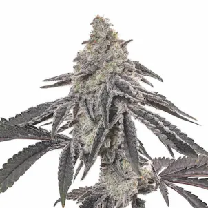 Photo of Shishkaberry Feminized