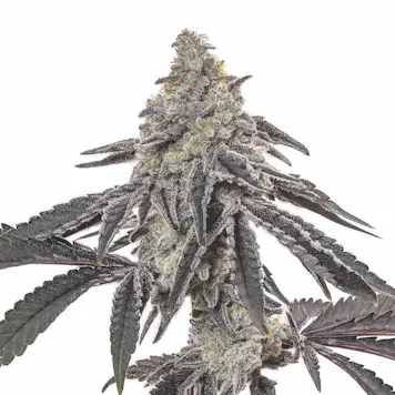 Photo of Shishkaberry Feminized