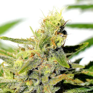 Photo of BCN Diesel CBD