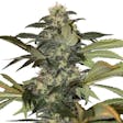 Product image for Early Skunk Seeds