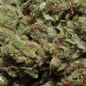 Photo of Jack Herer