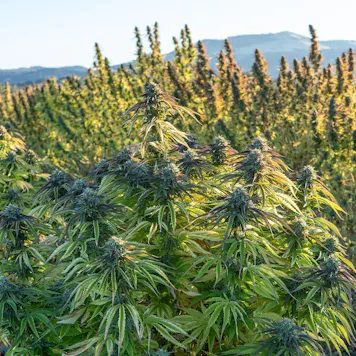 Photo of Organic Hemp CBD Flower (Oregon Grown)