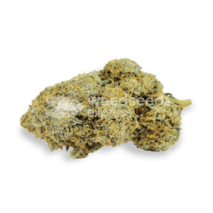 Photo of Acapulco Gold Feminized Seeds