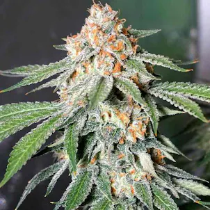 Photo of Banana Kush Autoflower