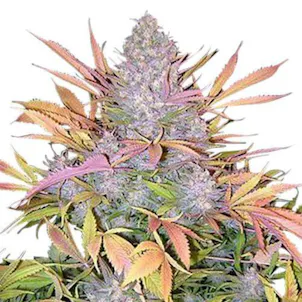 Photo of Strawberry Cough (fem) seeds