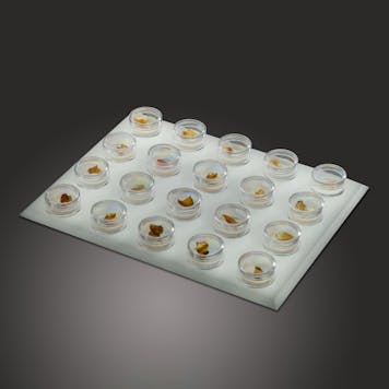 Photo of Xtract Display Trays™