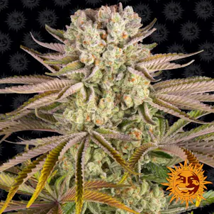 Photo of Pineapple Express Feminized Cannabis Seeds