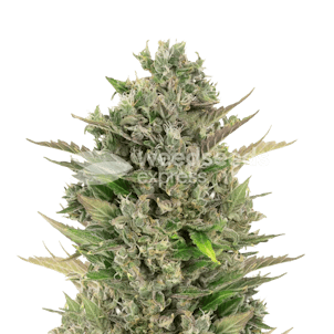 Photo of CBD Critical Mass Autoflower Seeds