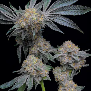 Photo of Anti-Chad Larusso