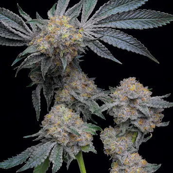 Photo of Anti-Chad Larusso