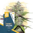 Purple Punch Feminized by Zamnesia Seeds