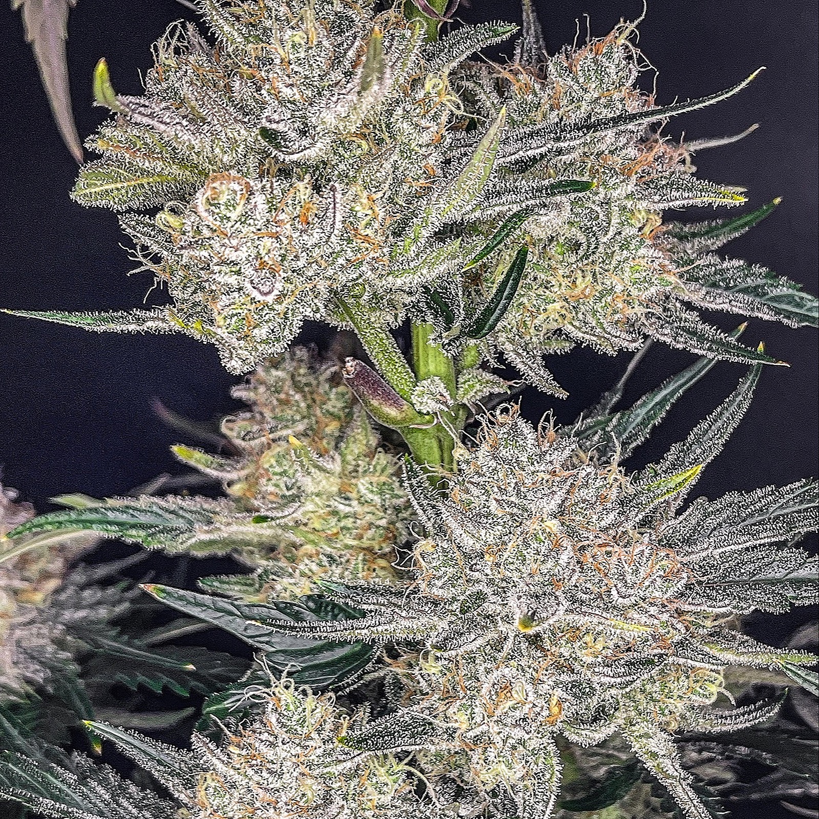 Fast Buds Autoflowering Cannabis Seeds: Strawberry Gorilla Auto | Fast ...