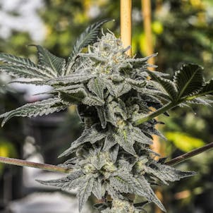 Photo of Bermuda Triangle Seedless