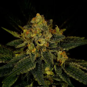 Photo of Fruit Punch Autoflower