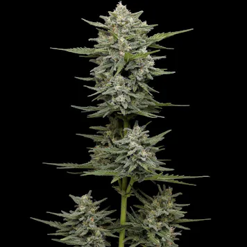 Photo of Vanilla Latte Autoflower Feminized Seeds 10-pack