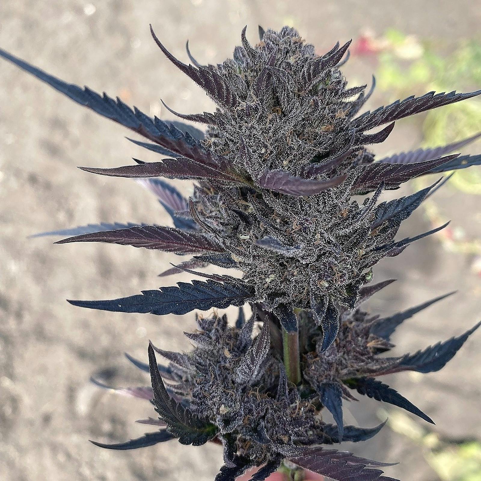 Gmo Runtz Strain - eiwnpp3