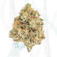 Product image for Kuchi Dawg