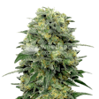 Product image for Lowryder Autoflower Seeds