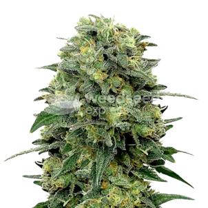 Photo of Lowryder Autoflower Seeds