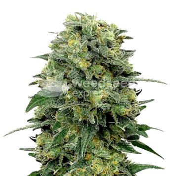 Photo of Lowryder Autoflower Seeds