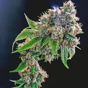 Photo of 3C Enoch OG