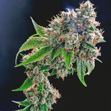 Photo of 3C Enoch OG