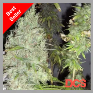 Photo of Dr Krippling Incredible Bulk Feminised Cannabis Seeds