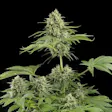 Product image for Moby Dick Auto Fem Seeds