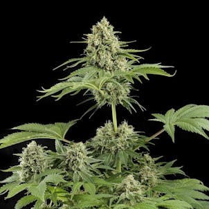Photo of Moby Dick Auto Fem Seeds