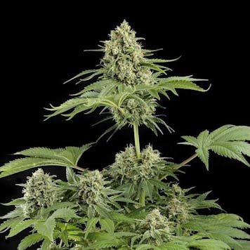 Photo of Moby Dick Auto Fem Seeds