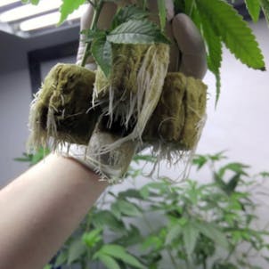 Photo of Healthy clones - Lemon OG