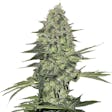 Product image for Bubba Kush Seeds
