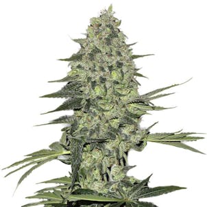 Photo of Bubba Kush Seeds