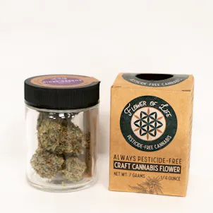 Photo of Night Terror OG