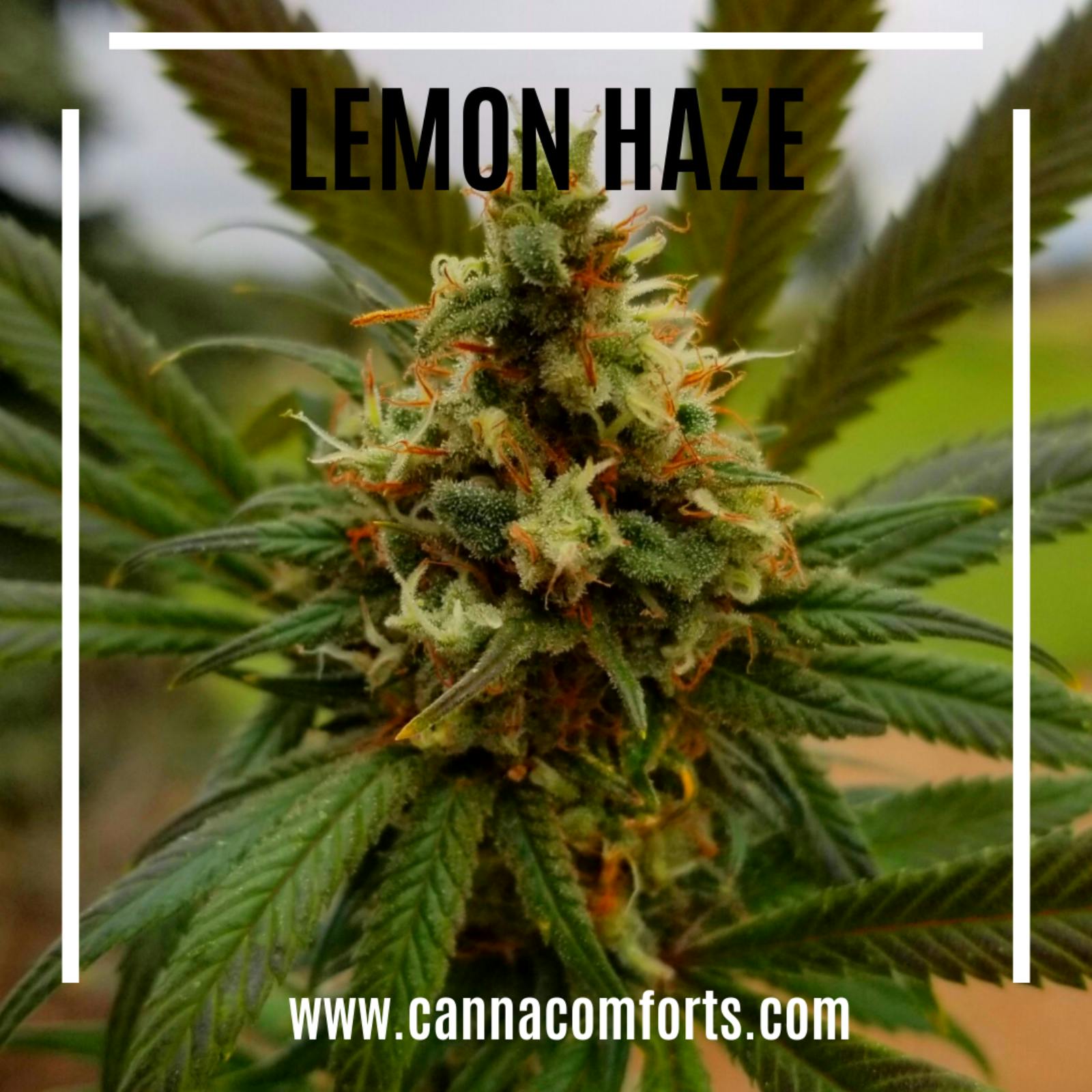 Canna Comforts Lemon Haze CBD Hemp Flower Leafly