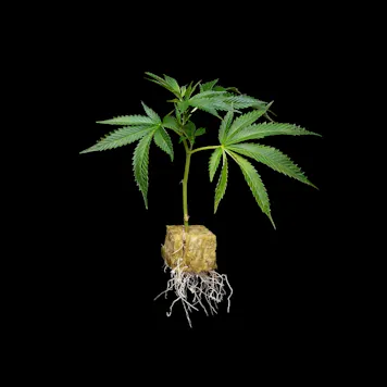 Photo of Buds & Roses - Clones - Gelonade