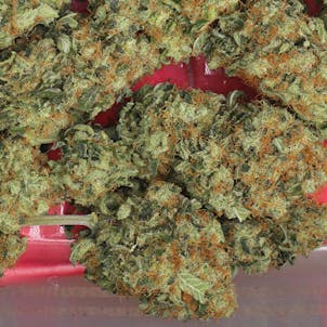 Photo of TOMMY CHONG'S™ - MENDOCINO SKUNK