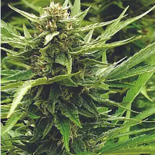 Photo of Lifter CBD Flower