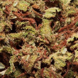 Photo of Copper Rhino