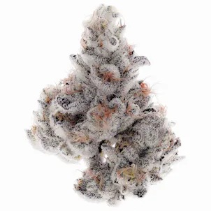 Photo of Wedding Cake Feminized