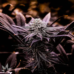 Photo of Blackberry Cookies