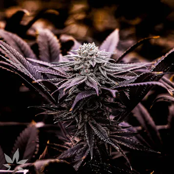 Photo of Blackberry Cookies