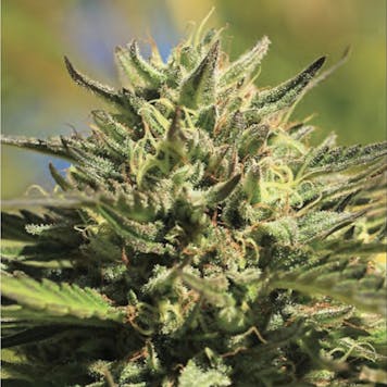 Photo of OG Kush Feminized Seeds 10-pack