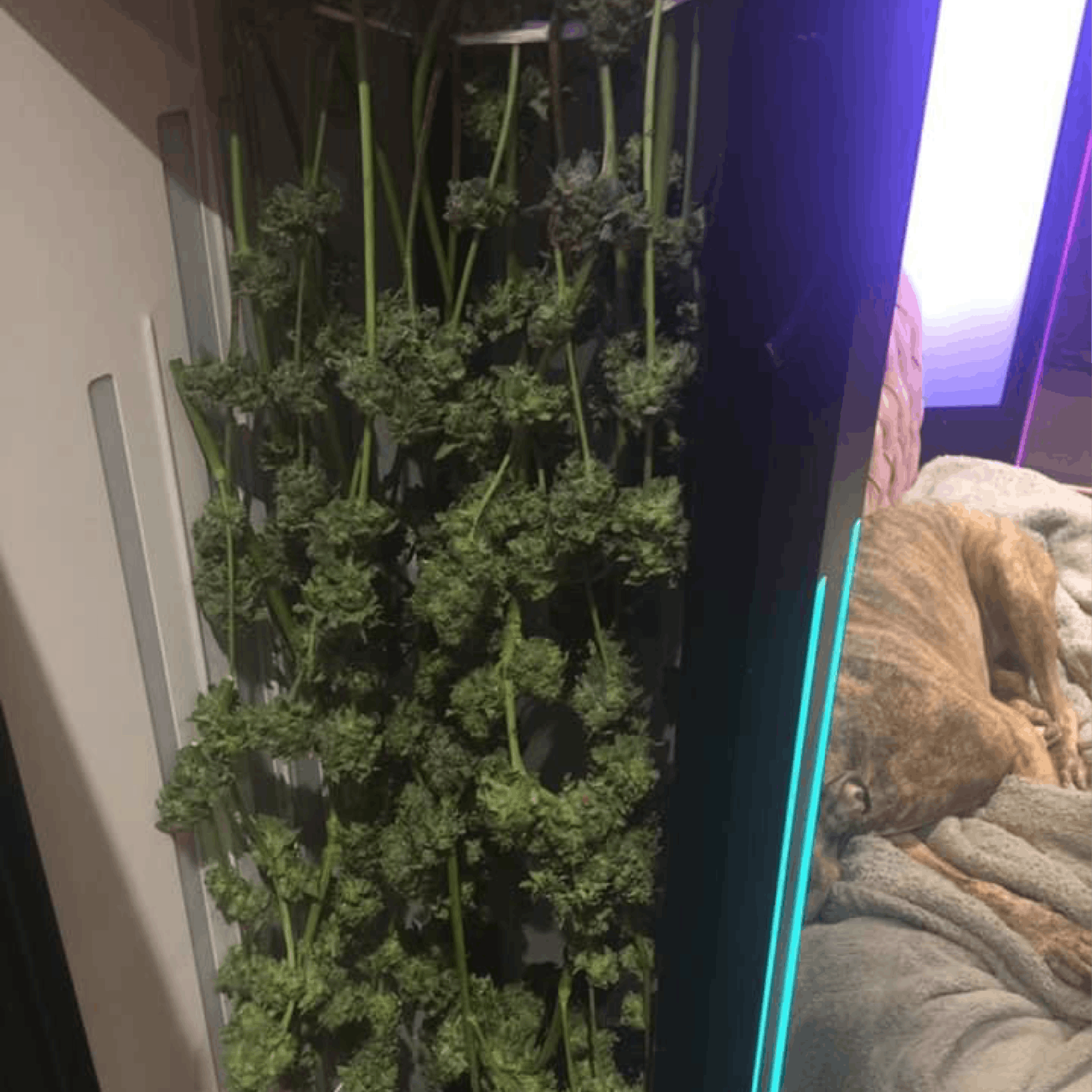 Mary Ag Model Z Automated Grow Box Leafly
