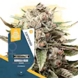 Product image for Gorilla Glue Feminized by Zamnesia Seeds