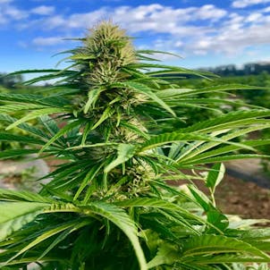 Photo of Stem Cell CBG